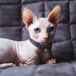 Beyond the Pyramids A Guide to Egyptian Sphynx Cats and Their Mystique