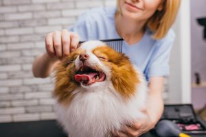 Grooming Like a Pro: Insider Secrets from Professional Dog Groomers