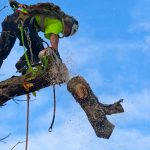 Tree Trimming for Aesthetic Landscaping Design: Expert Tips for Healthy, Beautiful Trees