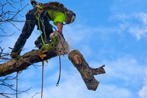 Tree Trimming for Aesthetic Landscaping Design: Expert Tips for Healthy, Beautiful Trees
